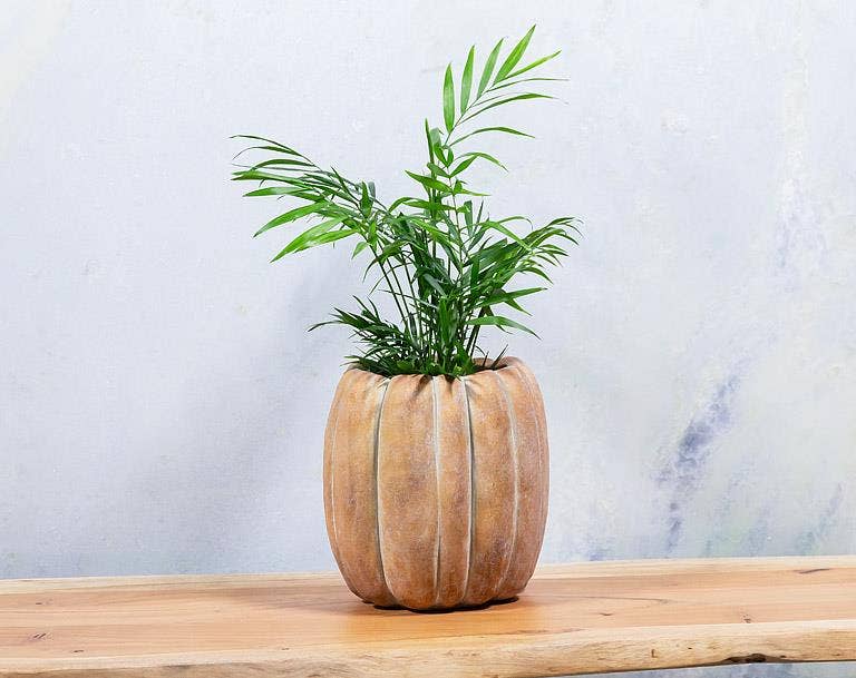Cement Pumpkin Planter: Small Low (5.5"W)