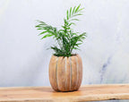 Cement Pumpkin Planter: Large Low (6.5"W)