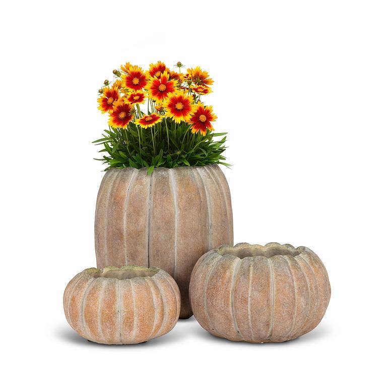 Cement Pumpkin Planter: Large Low (6.5"W)