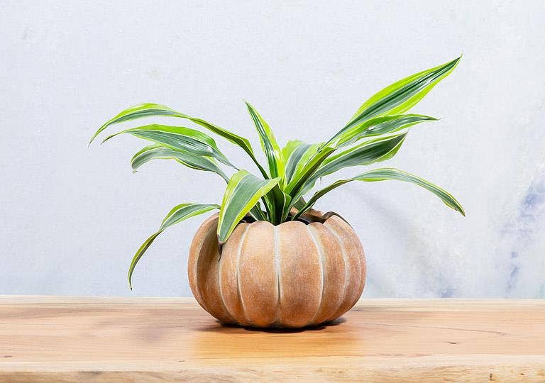 Cement Pumpkin Planter: Large Tall (9.5"H)
