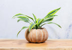 Cement Pumpkin Planter: Large Tall (9.5"H)