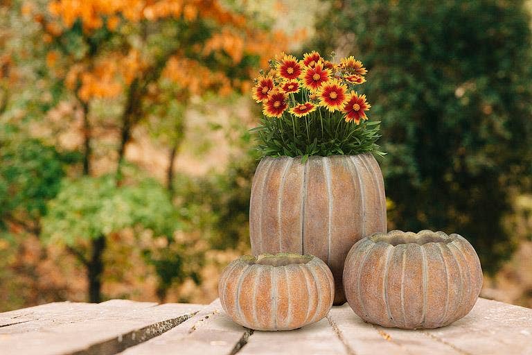 Cement Pumpkin Planter: Small Low (5.5"W)